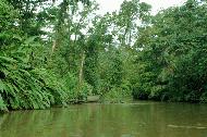 Going through the backwaters of Tortuguero via canoe.