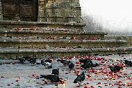 Pigeons and rose petals adorn the church steps after a marriage ceremony