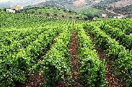 Sao Joao da Pesqueira is famous for producing top grapes for use in port wine.