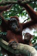 A semi wild orangutan and baby our encountered on our first day of trekking