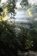 Sunlight finally penerates the dense north Sumarta rainforest