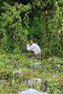 Peter uses stealth to observe a troop of long tailed macaque monkeys