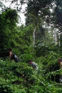 The thick jungle trail to the orangutan viewing platform