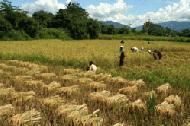 With the end of monsoons in north Laos near, harvesting the rice begins. In a few weeks, most people in the town will be hard at work.