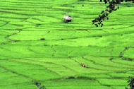 Our thoughts are continually diverted from the rough road conditions by the gorgeous landscape of rural Laos.