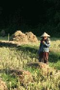 A Hmong woman bundles harvested rice as the sun begins to set.