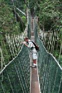 Taman Negara National Park has the longest canopy walk in the world.  This allows Peter to take pictures high within the canopy of the world's oldest rainforest. 160 million years old!