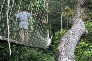 Paul walks over the longest and highest section of the canopy walk.