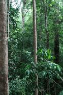 Being able to walk high in the forest canopy provides many opportunities to view the jungle from a different ground-based prespective