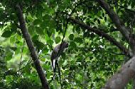 A long-tailed Macaque searches for fruit near the park headquarters.