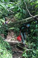 Therese weaves her way along the trail to the Bumban Kampang wildlife observation hide