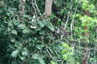 A maroon Languar makes tracks down a ratan vine outside our hide.