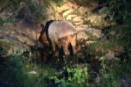 A tapir slurpes from the natural salt pond around 10PM.  A flashlight, a 1.6 second exposure and almost no movement helped with the photo taken with a 300mm lens.