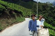 Peter and Therese forage through a freshly picked bag of BOH tea