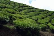 The geometric shapes of tea cultivation