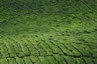 Tea plants blanket the Sungai Palas tea plantation in Cameron Highlands