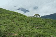 Moments before the daily monsoon deluge hits Tanah Rata.