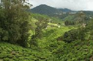 The dynamic landscape of tea plantations is a photographers dream