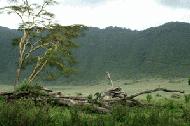 One last view before our ascent to the rim and finish our trip to Ngorongoro Crater.