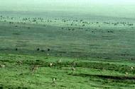 The Ngorongoro caldera floor is abound with wildlife