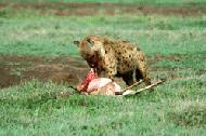 After a lengthy chase, a spotted hynea takes down his breakfast... a thomson's gazelle.