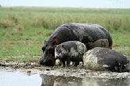 A hippo family wallows in the mud on the crater floor.