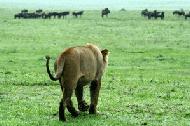 A lioness begins her methodical stalking in pursuit of a tasty wildebeest.