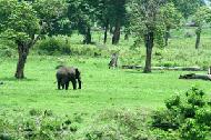 Elephants roam the small forest area within the caldera