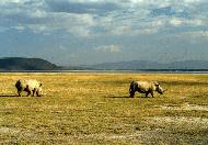 RTW0082  White Rhinos grazing