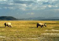 RTW0082  White rhinos grazing