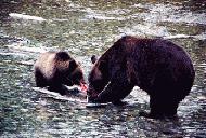 RTW0251   Brown bears fishing for salmon