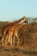 A pair of giraffes graze in Samburu National Park.