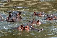 Hippos watch the curious tourist in the Mara River