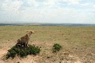 Searching over the vast Trans Mara savanah, this cheetah provides us a great opportunity to see his hunting strategy