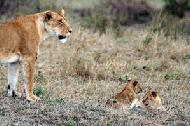 Lioness and cubs in Masai Mara