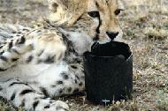 After dropping my lens shade protector, I was very impressed with the durability after seeing this teenage cheetah try to destroy it.