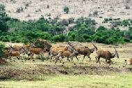 Elands are the largest gazelle and cautious around humans. This small  herd was grazing in a small riverine just after a rainfall in Masai Mara.