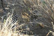 This leopard cautiously moves next to our van... a mere two meters away.