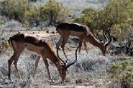 Grant's gazelles at Samburu National Park