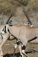 A pair of Oryx's walking by each other make for a geometric photo in Samburu.