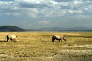 Endangered white rhinos at Lake Nakuru