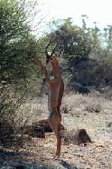 A sleek Gerenuk streches to eat from a bush acacia