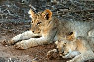 A pair of lion cubs rest in the shade, escaping the hot midday sun of Samburu