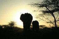 Mom and baby elephant saunder off into the sunset