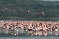 The famous flamingo flocks of Lake Nakuru National Park