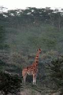 A Rothschild Giraffe grazing on acacia at evening time in Lake Nakuru