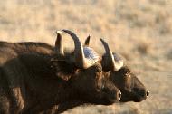 A pair of Cape Buffalos make their escape as we drive by in Lake Nakuru