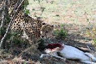 Watching this cheetah dine of a Thompson's gazelle for breakfast from 5 meters away was amazing.