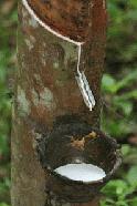 This is how natural rubber is harvested.