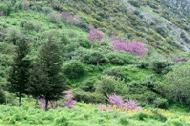 The beautiful spring landscape surrounding Ephesus.